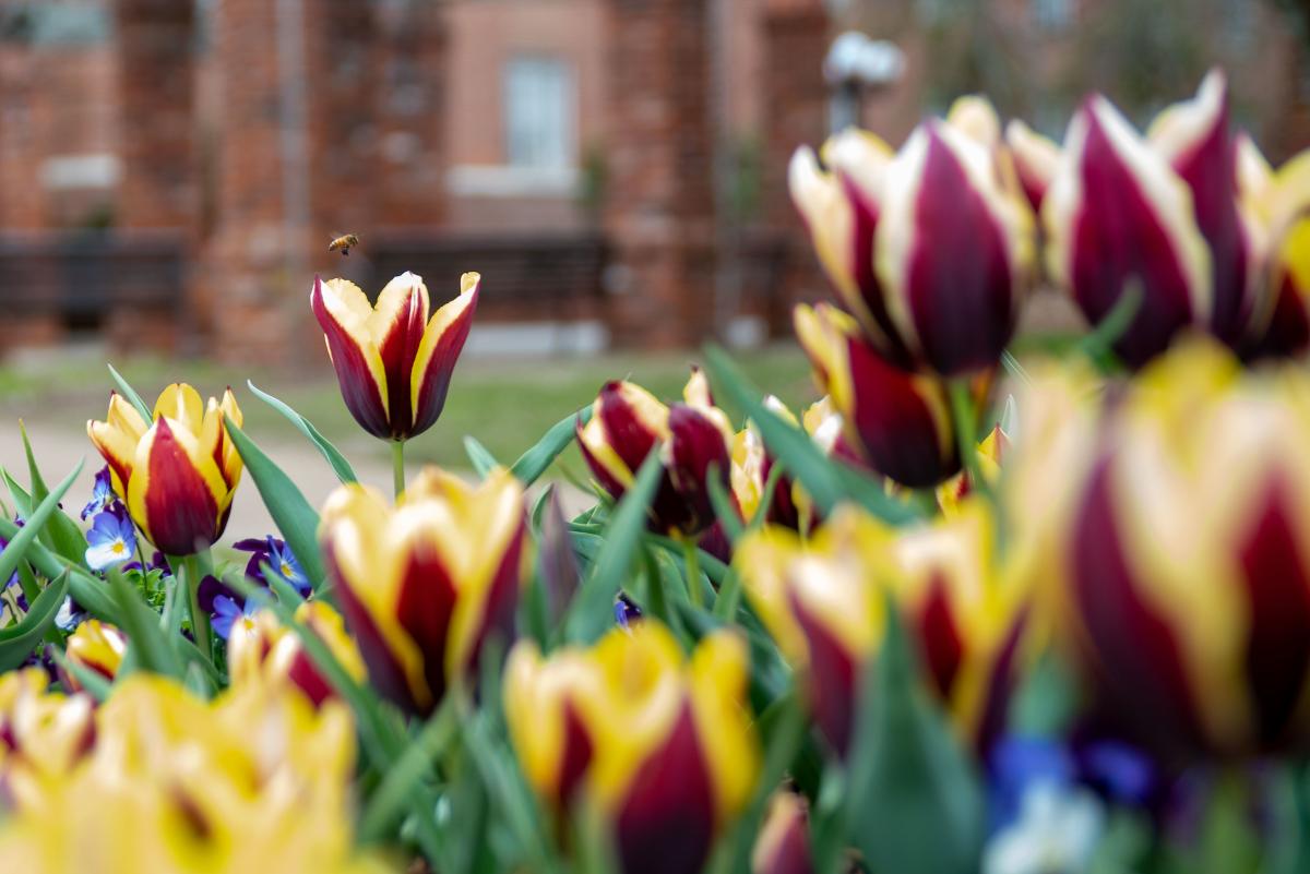 Spring Flowers